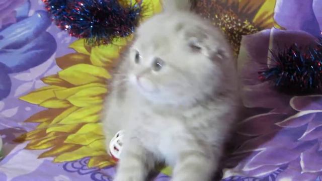 Скоттиш фолд кремового окраса Fanta Fate Smile смотреть онлайн