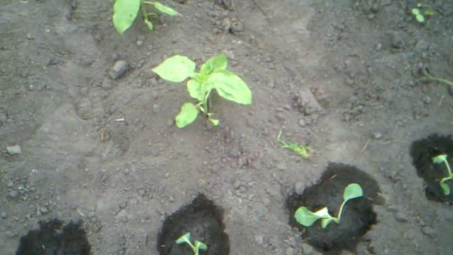 Окучиваем подсолнухи и картофель. смотреть онлайн