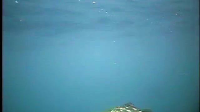 Dan Hernandez on Calico bass fishing using bucktail and Gulp Bait смотреть онлайн