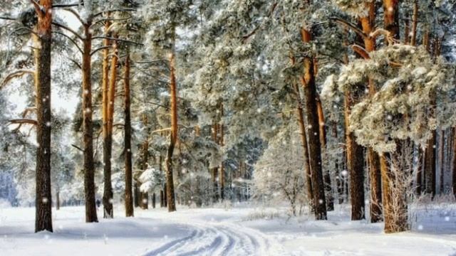 Дорога в лесу. Новогодний футаж. Зимний футаж. Красивый футаж для видео. смотреть онлайн