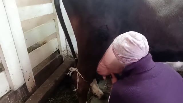 На хозяйстве! Дойка коровы/С отёком вымени не боролись/ 21 дойка и МОЛОКО готово к реализации! смотреть онлайн