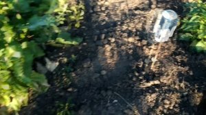 ОТПУГИВАТЕЛЬ ДЛЯ КРОТОВ И ПТИЦ из ПИВНОЙ БАНКИ СВОИМИ РУКАМИ ЗА 5 МИНУТ у себя на ОГОРОДЕ