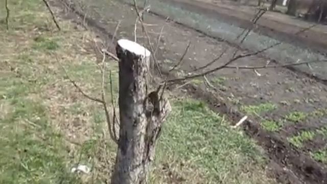 пчелы, аист и садовая скульптура смотреть онлайн
