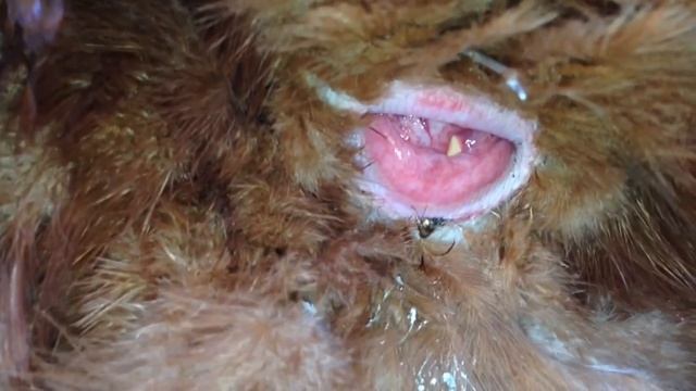 Chicken laying an egg! (CLOSE UP 3) смотреть онлайн