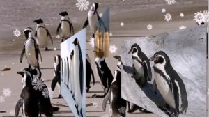 С Наступающим! Ансамбль "Аккорд" - Песенка о пингвинах