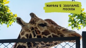 Жирафы в Московском зоопарке