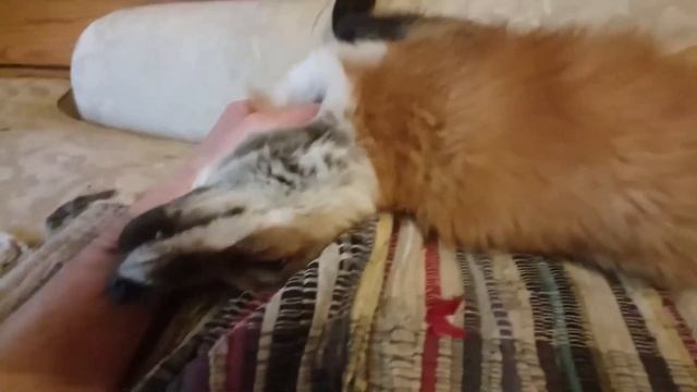 Ли Сяо / Alice the Fox Лиса Алиса (Чужая лиса на диване!!) смотреть онлайн