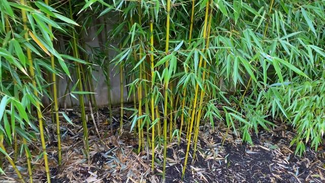 Fargesia robusta - Five years strong! Bamboo Winter update смотреть онлайн