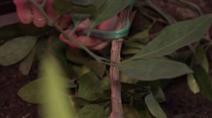 Все о цитрусовых  Уход, обрезка, размножение