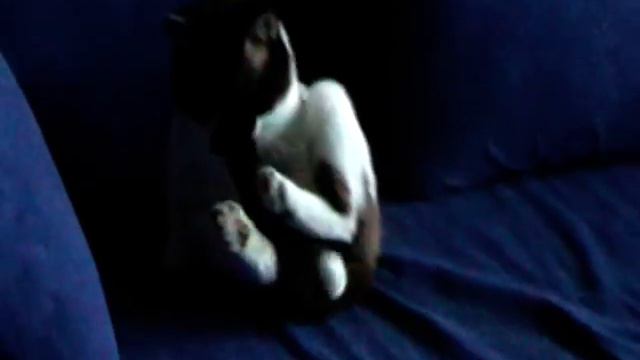 Мой кот сошол с ума / Crazy Cat смотреть онлайн