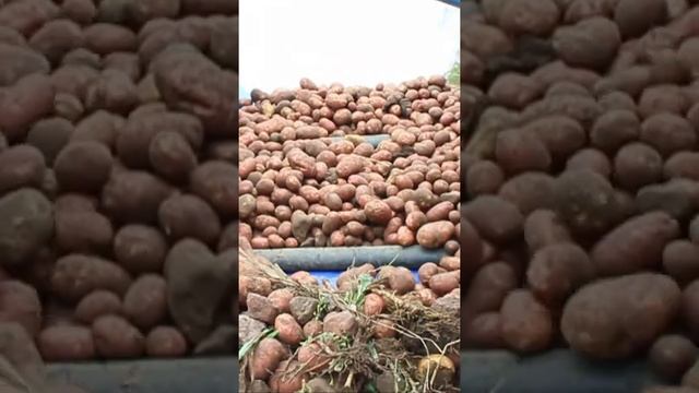 Бульба Картошка урожай - #shorts смотреть онлайн