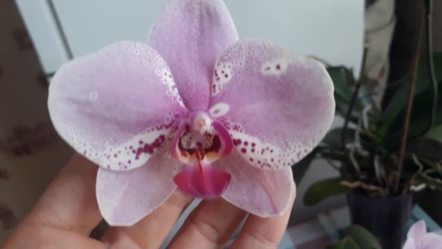 Дикий котик больше не мечталка..он у меня!! смотреть онлайн