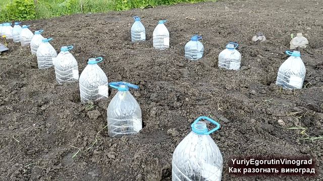 ? Простейший способ "РАЗОГНАТЬ" весной МОЛОДОЙ САЖЕНЕЦ винограда. И как защитить ЕГО от заморозка. смотреть онлайн