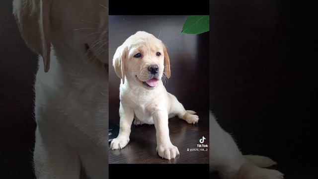 Продаются щенки Лабрадор Ретривер, полный пакет документов. смотреть онлайн