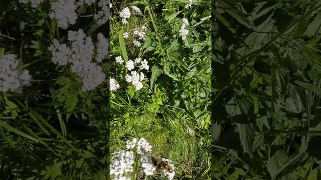 Пчёлы опыляют цветы валерианы , таволги , и Иван чая . смотреть онлайн