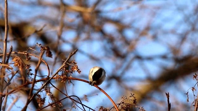 Черноголовые гаички во хмелю. Parus palustris. Птицы Беларуси. смотреть онлайн