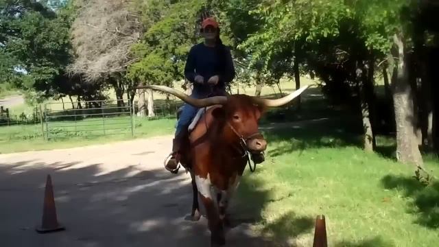 Riding Texas Longhorn Saddle Cow PREMIER ASTORIA смотреть онлайн