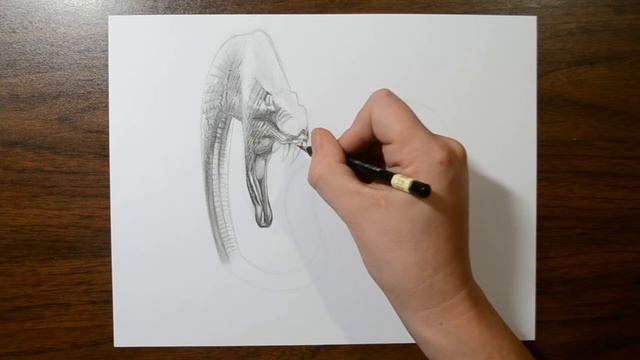Snake Drawing Comes to Life - 3D Trick Art смотреть онлайн