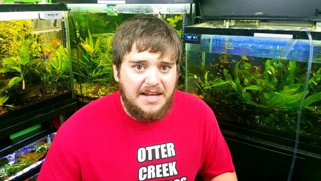 BIGGEST FISH KILLER!!! How To Clean Aquarium Filter смотреть онлайн