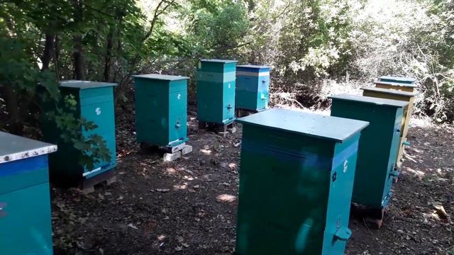 Наш точок. Вывезли пасеку на липу и разнотравье смотреть онлайн