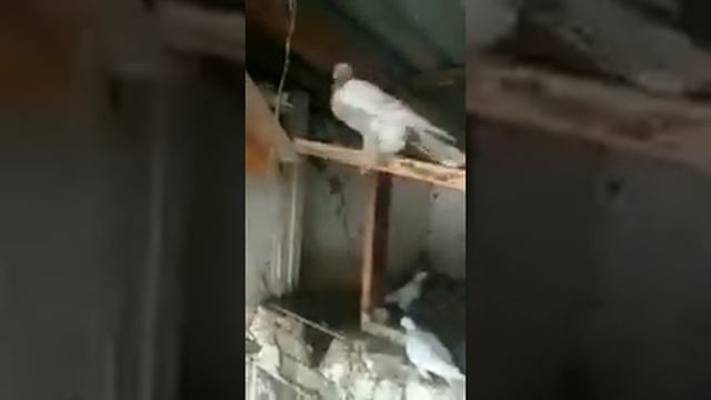 Голуби Кыргызстан смотреть онлайн