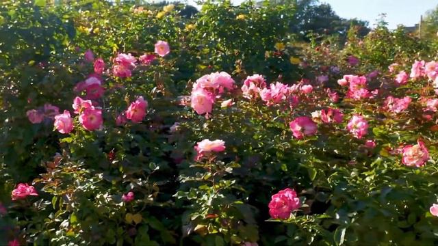 Keisei Rose Garden Japan rose garden yellow roses red roses rose garden how to take care of ros
