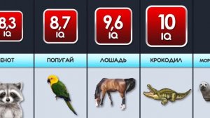 Какое животное самое умное? IQ животных. Сравнение интеллекта животных.