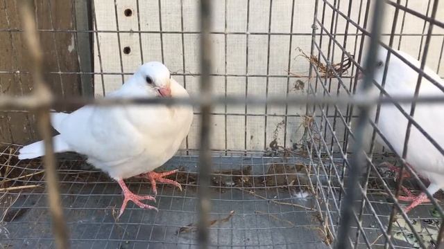 Заразный насморк у голубей(гемофилез),лечение. смотреть онлайн