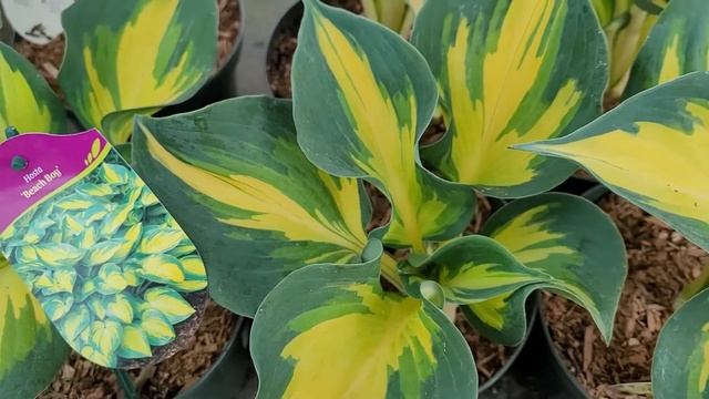 Hosta- Funkia: Queen Josephine, Blue Cadet, First Frost, Beach Boy, Delta Down, Colored Hulk i inne смотреть онлайн