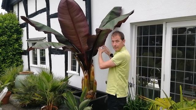 Amazing Red Banana, Musa Red Abyssinian Banana - Ensete Ventricosum Maurelli смотреть онлайн