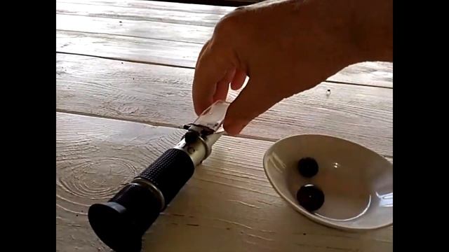 Определение рефрактометром сахаристости в процессе созревания винограда. смотреть онлайн