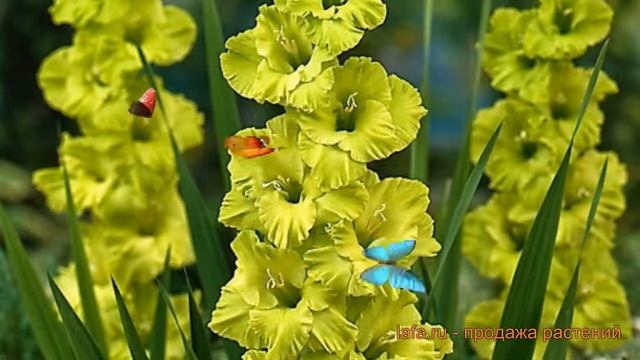 Гладиолус крупноцветковый Грин Стар (gladiolus) ? обзор: как сажать, луковицы гладиолуса Грин Стар смотреть онлайн