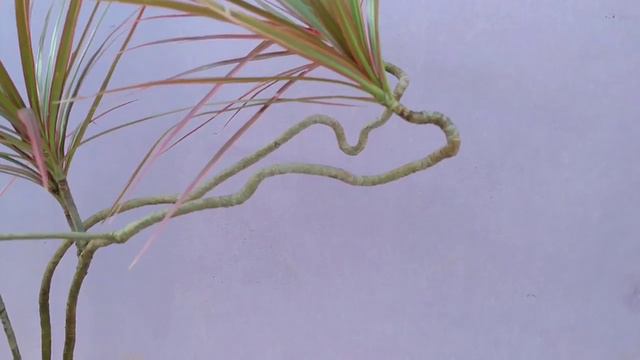 Tanaman Hias Dracena Tricolor | Hari Flora Landscape смотреть онлайн