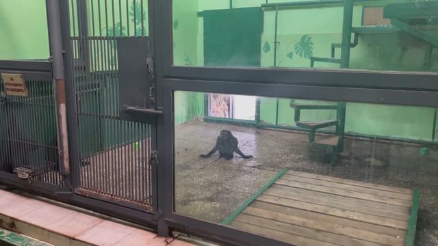 В ОТПУСКЕ ПОШЛИ В ЗООПАРК 💚 МОИ ВПЕЧАТЛЕНИЯ 😮 ВЛОГ смотреть онлайн