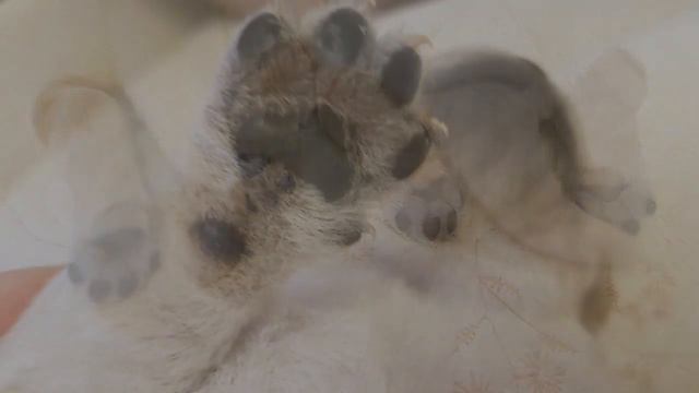 Щенки Николь