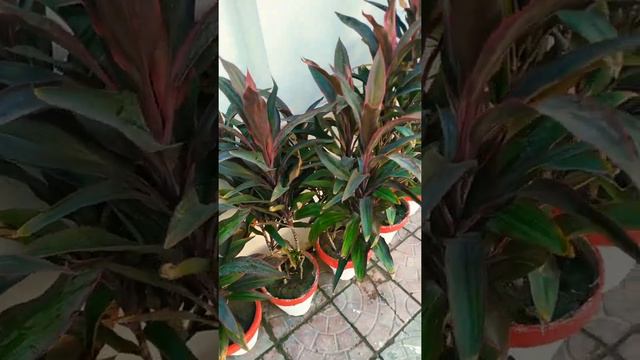 Cordyline Family 😍 смотреть онлайн