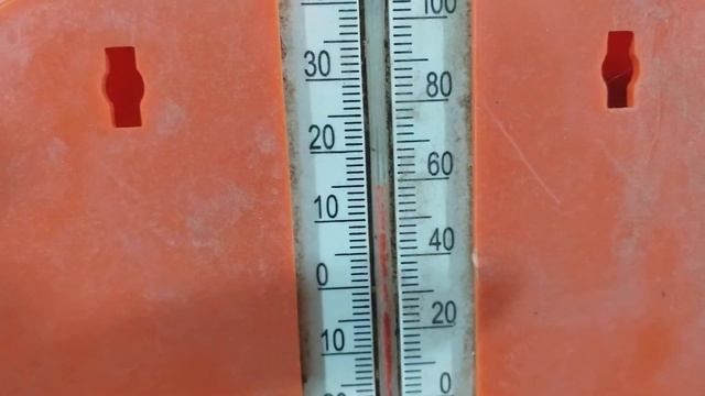 Как себя чувствуют растения на зимовке в подвале) смотреть онлайн