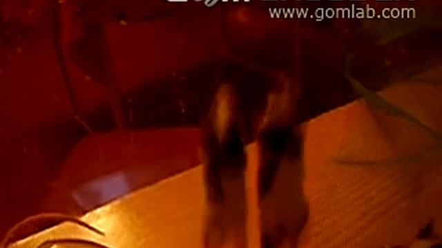 Японские карликовые, танцующие мыши смотреть онлайн