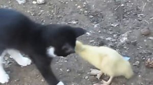 Котёнок и утка очень забавно.mp4
