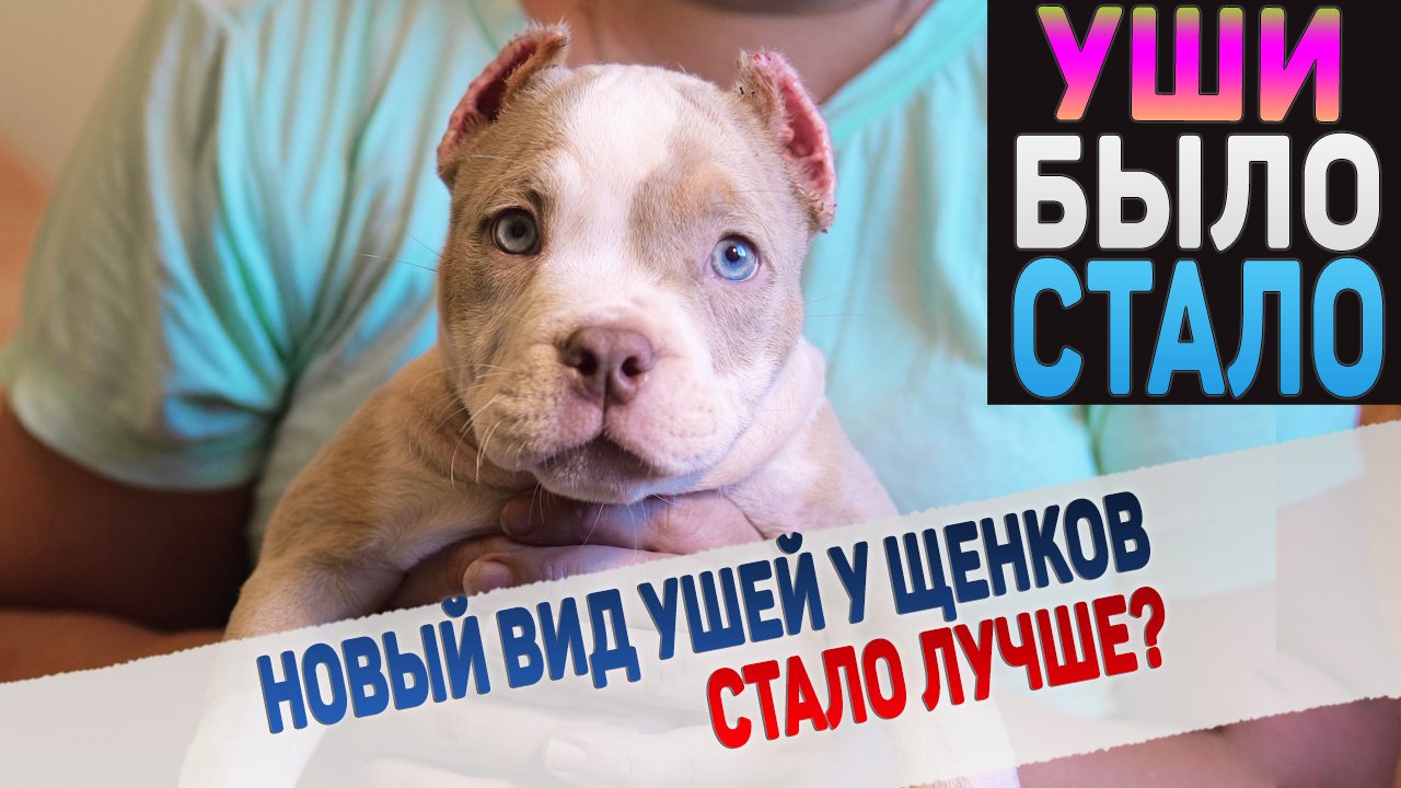 Купирование ушей собакам. Как снимать швы у щенков? смотреть онлайн