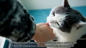 Почему кошка лижет человека: основные причины и что это значит