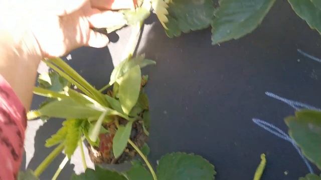 Ами (Эми), улучшенная Клери. Земляника. смотреть онлайн