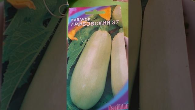 Семена кабачков сорта Грибовский 37 в пакетике Двадцать Девятого Мая смотреть онлайн