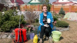 Обработка от вредителей  смородины и  яблони  весной