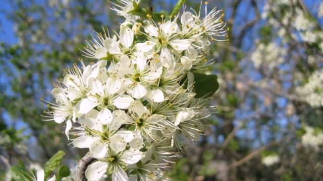 Лечебная успокаивающая музыка для расслабления глубокого сна и медитации релаксации - relaxing musi смотреть онлайн