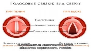 Голосовые связки
