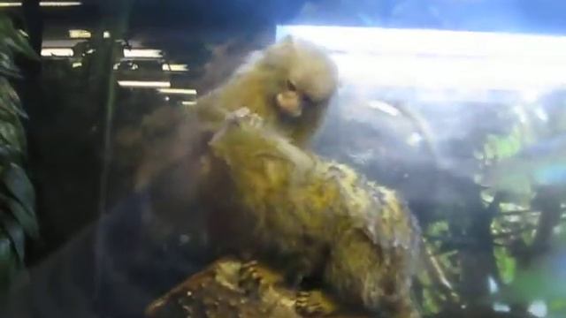 Карликовая игрунка смотреть онлайн