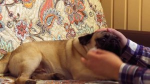 Как протирать складки мопса. уход за мопсом. #уходзамопсом