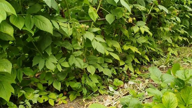 Самый крупный сорт ежевики, а также лучшие сорта малины и клубники. Контрольное взвешивание. смотреть онлайн