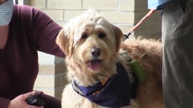 Support Dogs Visit Fisher on National Stress Awareness Day смотреть онлайн